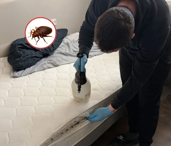 Technicien traitant un matelas contre les punaises de lit à Bréval
